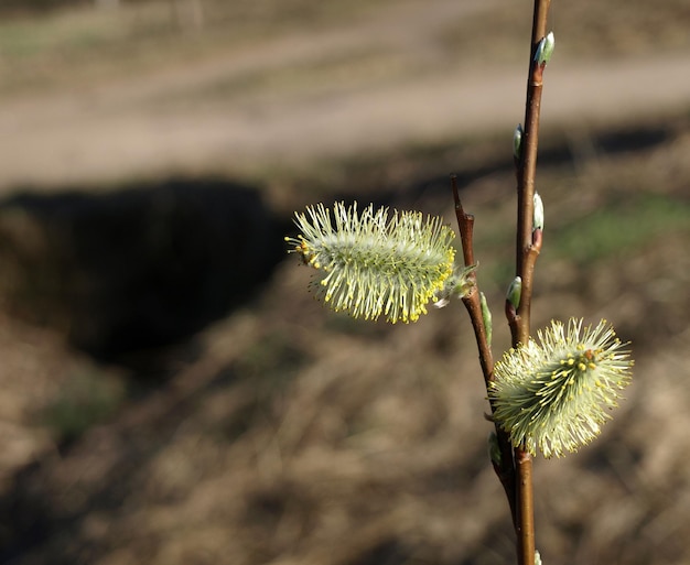 Gele pluizige wilgenknoppen Wilgenbloesem