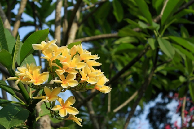 Gele Plumeria-bloemen en Plumeria-boom