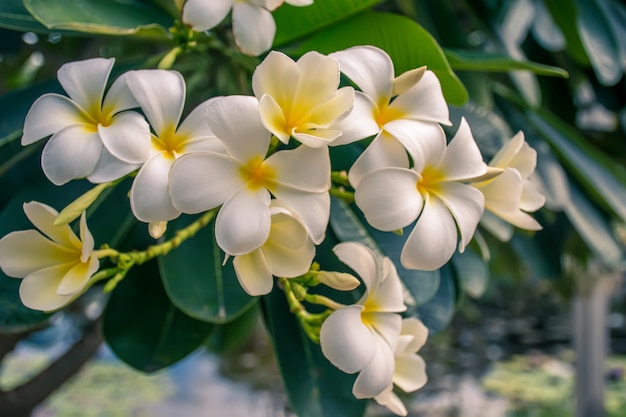 Gele plumeriabloem. Tropische bloemenfrangipani (plumeria) in tuin.