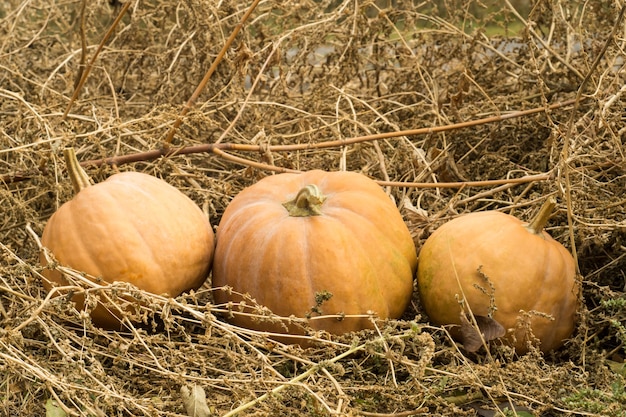 Foto gele pompoen in het hooi.