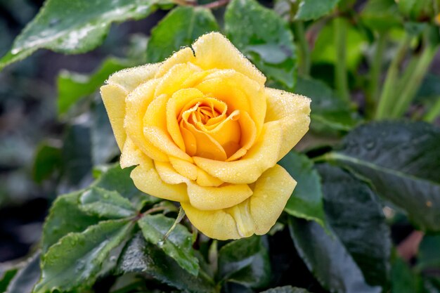 Gele prachtige roos in de tuin tussen het groen