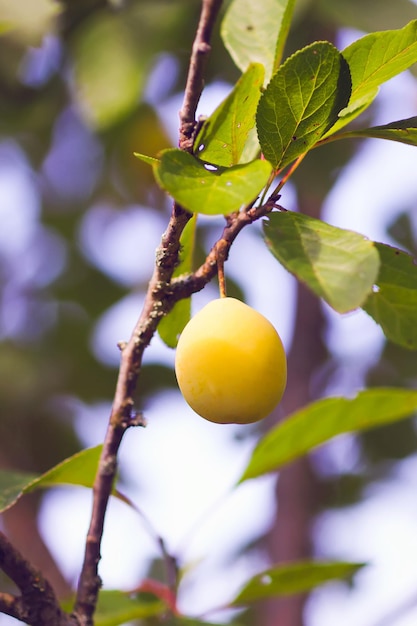 Gele pruimen op boomtakken in de zomertuin. Seizoensgebonden zoete rijpe vruchten.