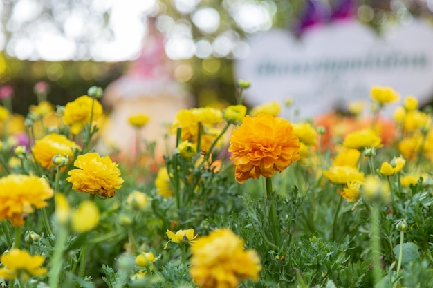 Gele Ranunculus in de tuin