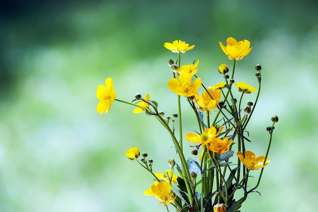 Gele Ranunculus wilde bloemen