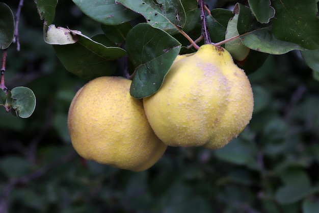 Gele rijpe kweeperen op de tak van de boom