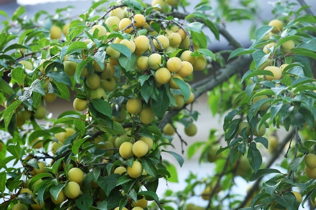 Gele rijpe pruimen aan de boom