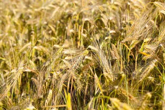 Gele rijpe rogge in een landbouwgebied, rogge verandert van kleur van groen naar geel in de zomer