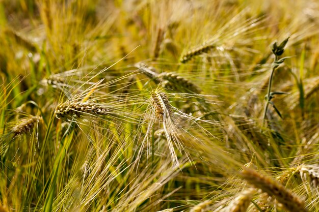 Gele rijpe rogge in een landbouwgebied, rogge verandert van kleur van groen naar geel in de zomer