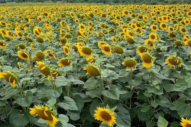 Gele rijpe zonnebloembloem en zijn zaden op het veld