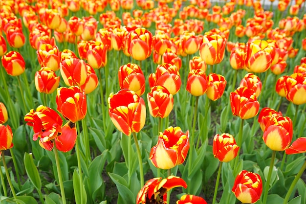 Gele rode bloeiende tulpen in bloembed. Bloemen oppervlak