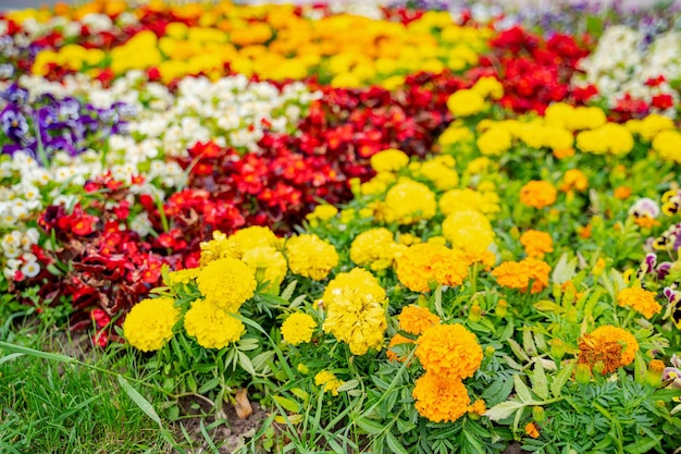 Gele rode en witte bloemen in bloembed. Verschillende mooie tot bloei komende bloemen in stadspark.