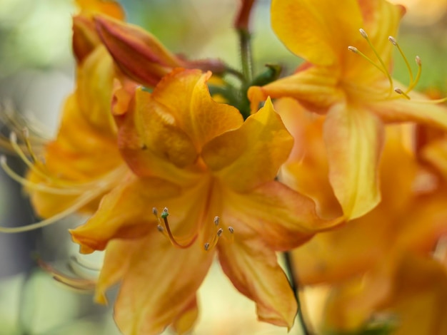 Gele rododendron bloemen in fel licht close-up