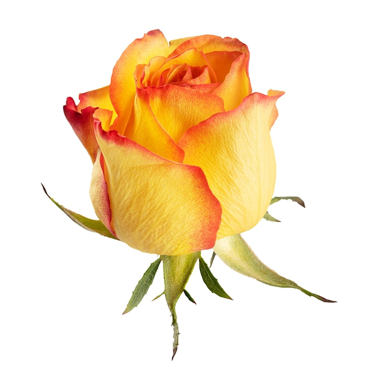 Foto gele roos bloem doorzichtig png