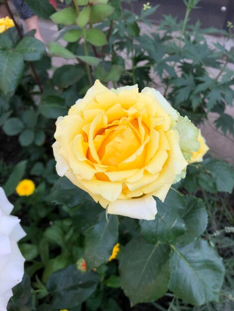 Gele roos bloem foto