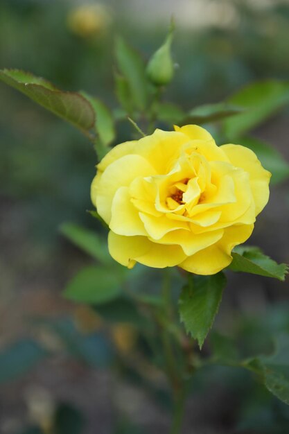 Gele roos bloem in bloei op rozenplant Close-up van een gele bloem die buiten bloeit Mooie gele kleur tuinroos