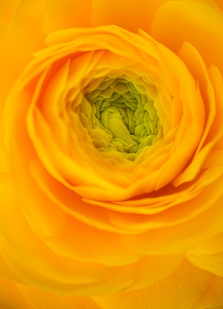 Foto gele roos bloem macro achtergrond
