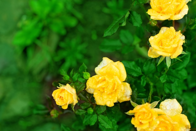 Gele roos Bush in de tuin Bloeiende plant wazig achtergrond