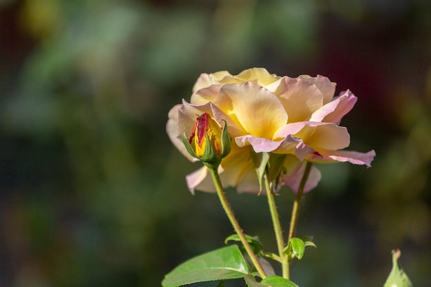 Gele roos grote en kleine knop op een onscherpe achtergrond