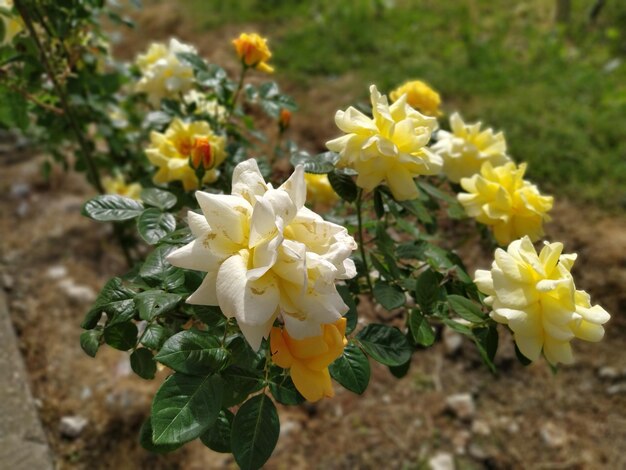 Gele roos in bloei Rozen in de tuin Fijne bloemblaadjes Glorieus magnifiek romantisch mooi kanariegele volgroeide hybride theeroos Sierteelt en bloemperkontwerp