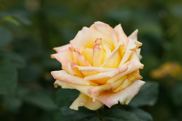 Gele roos in de tuin verse gele rozen in het groen