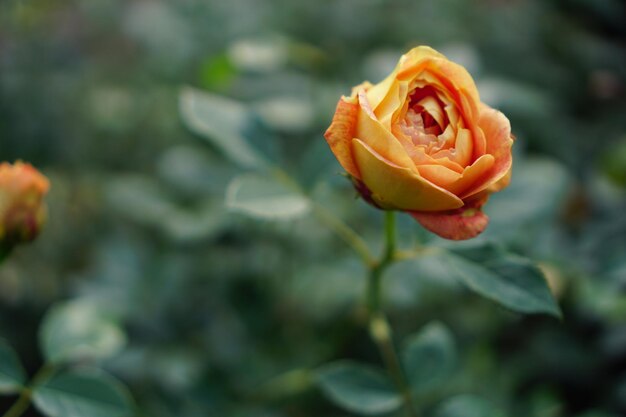 gele roos in de tuin