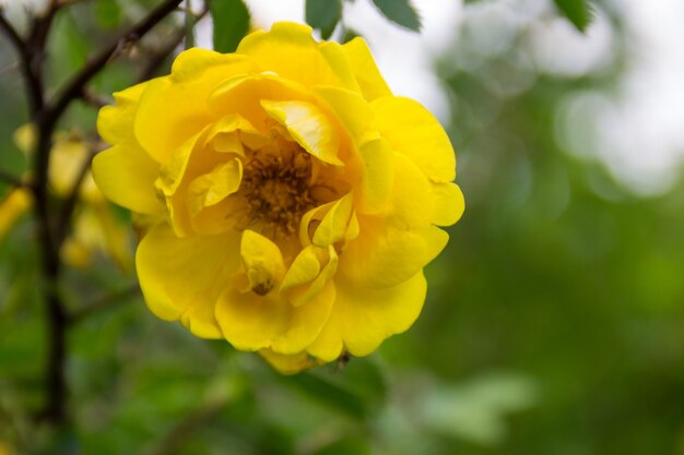 Gele roos op een struik in de tuin