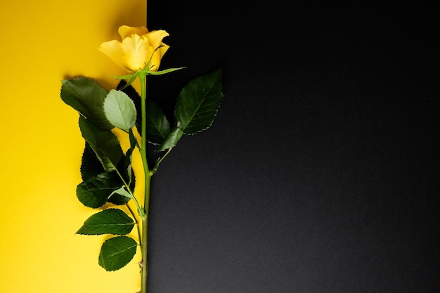 Gele roos op trendy zwarte en gele kleurblok geometrische achtergrond