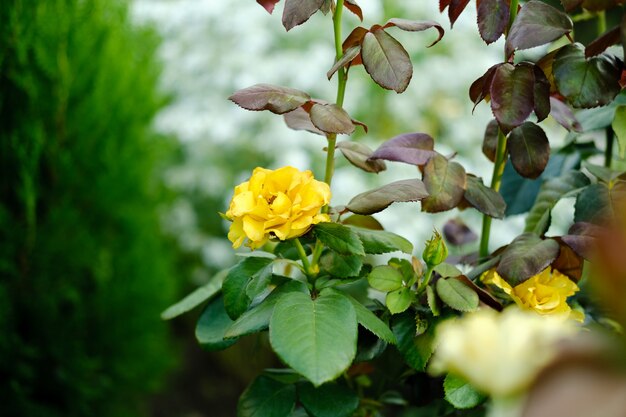Gele rozen Mooie gele rozen zijn een echte droom voor tuiniers en zomerbewoners