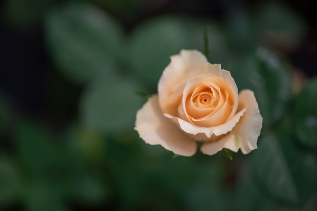 Gele rozen op een groene achtergrond