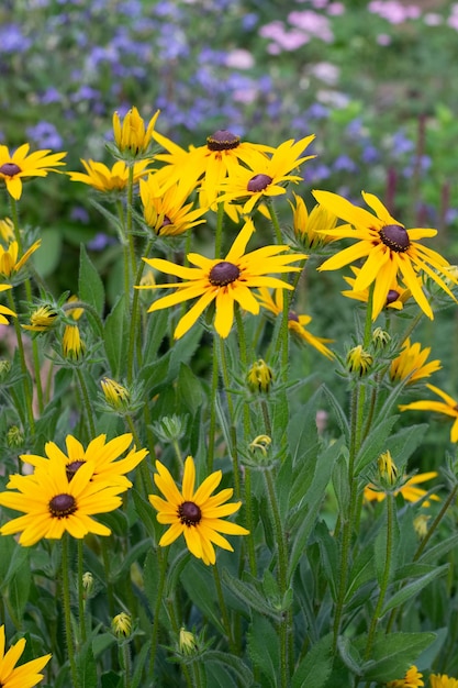 Gele rudbeckia in tuin tussen bloemen