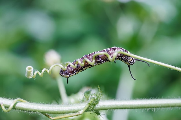 Foto gele rups op een venkel op een bosplant op een zomerdag met prachtige bokeh-achtergrond