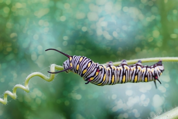 Foto gele rups op een venkel op een bosplant op een zomerdag met prachtige bokeh-achtergrond