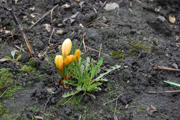 Gele saffraan groeit in het voorjaar uit de grond