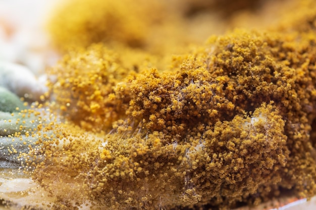 Foto gele schimmel close-up macro beschimmelde schimmel op voedsel fluffy sporen schimmel als achtergrond of textuur