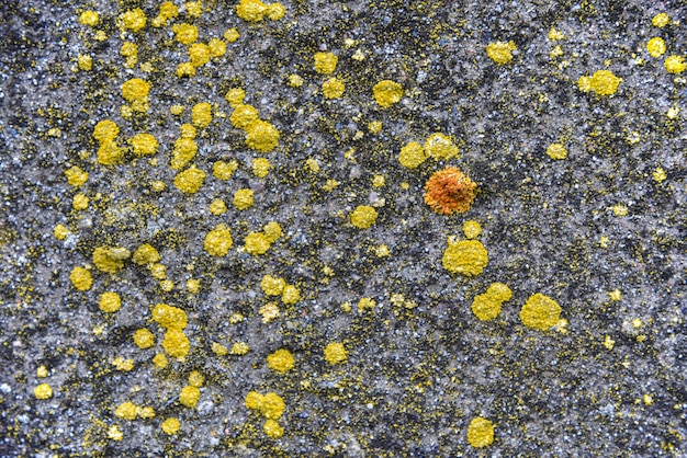 Gele schimmel schimmel op de lente oppervlak