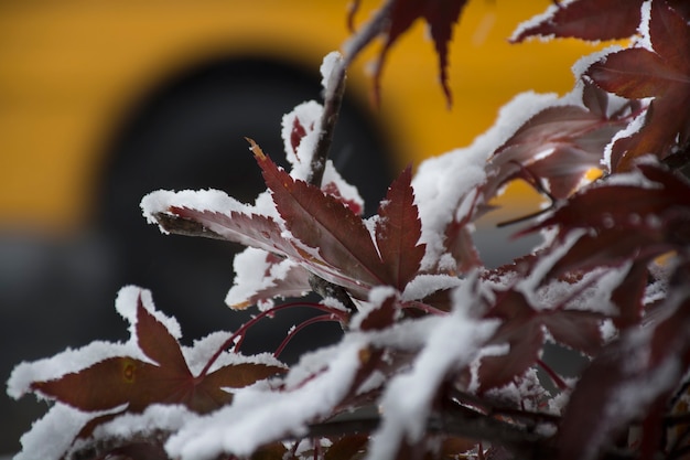 Gele schoolbus naast herfst esdoorn bladeren bedekt met de sneeuw foto van hoge kwaliteit