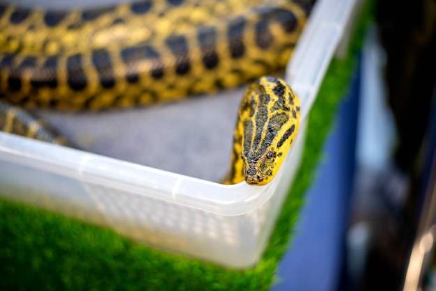 Foto gele slang is mooi en lijkt op de populaire dierenliefhebbers