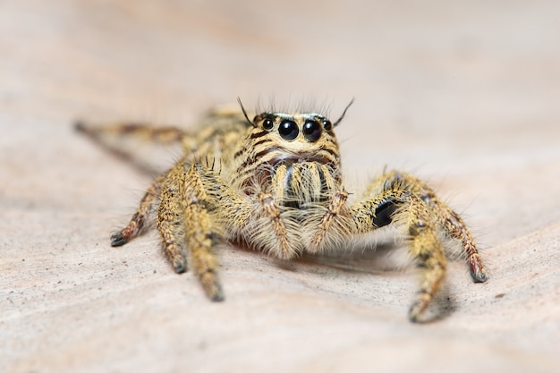 Gele spider macro&#39;s