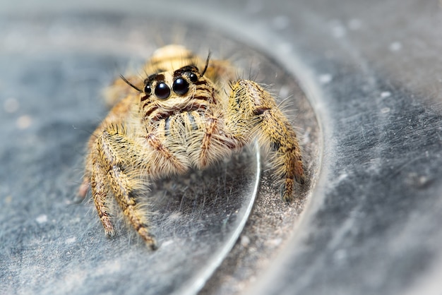 Gele spider macro&#39;s