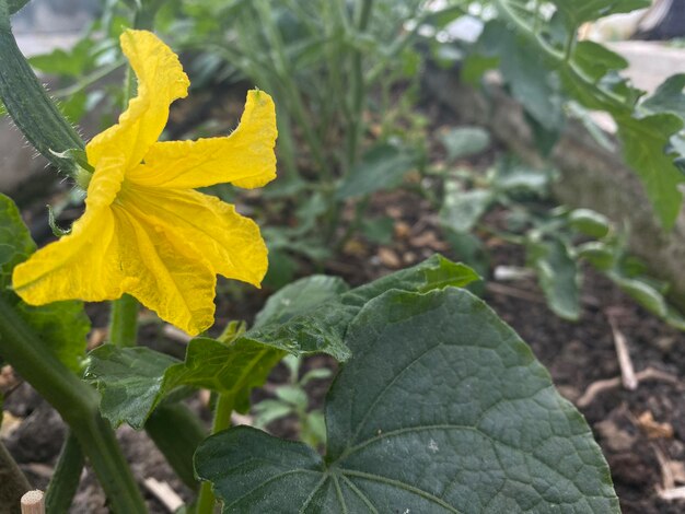 Foto gele squash bloemen bloeien tussen de bladeren bloeien in de tuin pop up gele bloemen