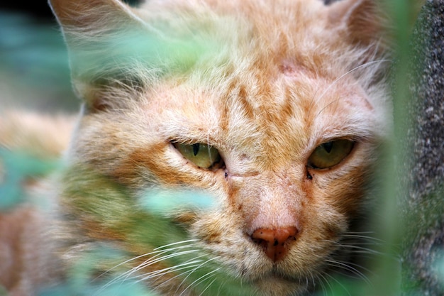 Foto gele straat cat