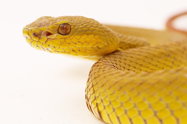 Foto gele sunda island pitviper slang trimeresurus insularis wetar geïsoleerd op witte achtergrond