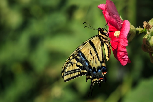 Gele Swallowtail-vlinder op stokroosbloem