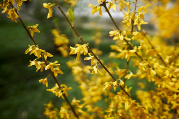 Gele tak van de lente bloeiende forsythia-struik Gele Forsythia-bloemen Bloeiende Forsythia