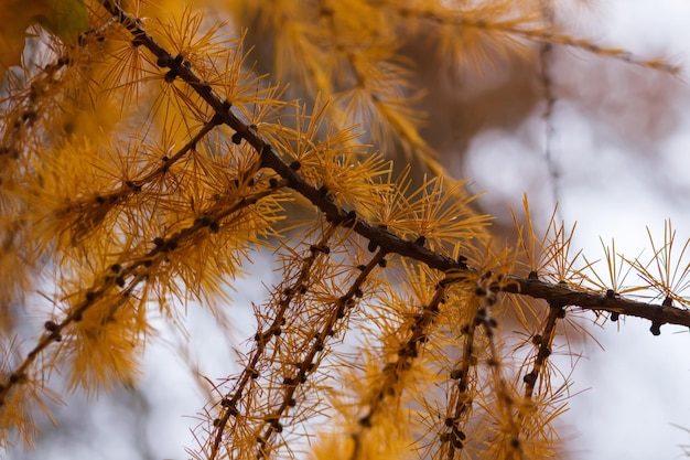 Gele takken van lariks in de herfstclose-up