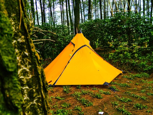 Gele tent tussen de pijnbomen