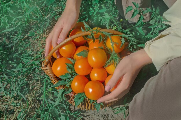 Gele tomaten groeien nog steeds op een struik Verse gele tomaten op de grond Dames handen oogsten tomaten in de tuin Boer met vers verzamelde tomaten