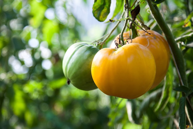 Gele tomaten in de tuin