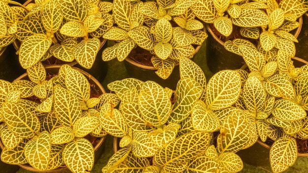 Gele toon - kleine planten in de tuin