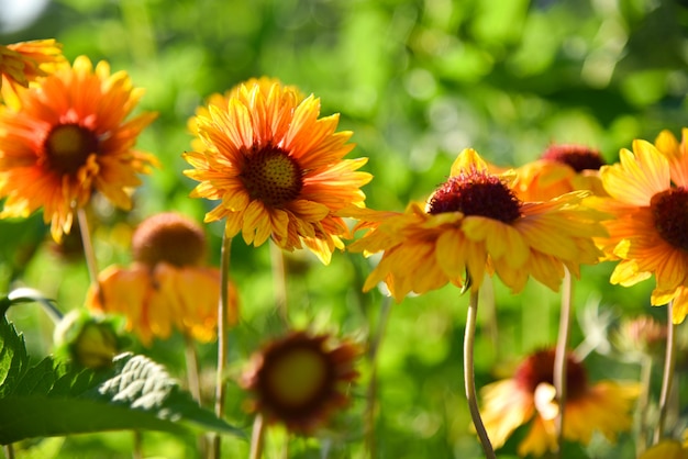 Gele tuinbloemen in bloembed